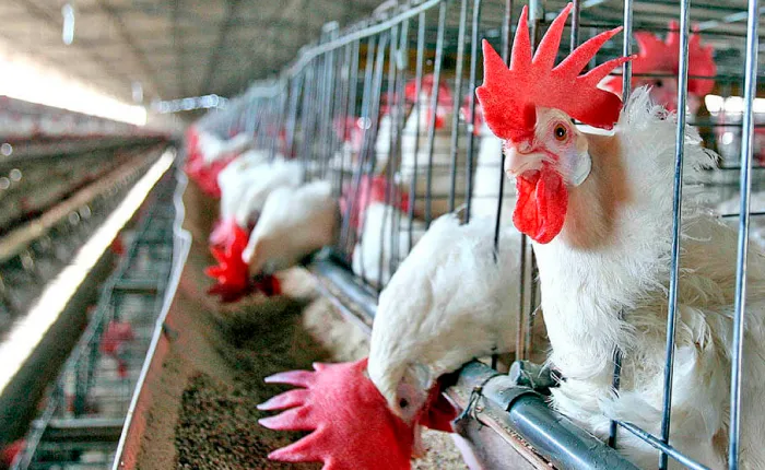 40.Importaciones-avícolas-Gal