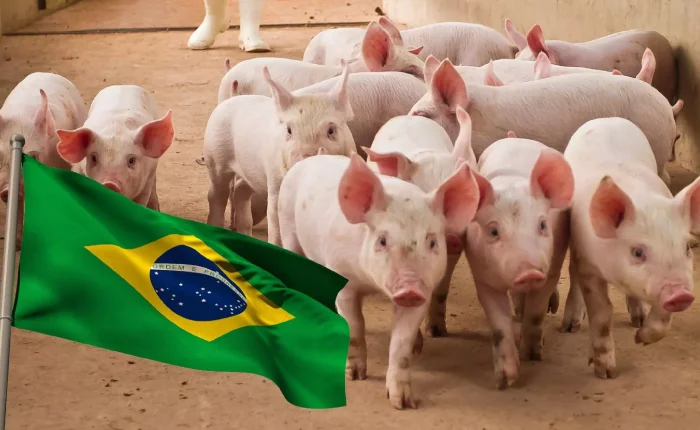 04.Cerdo-Brasilero