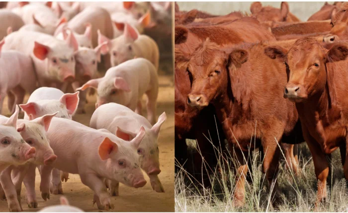 53.Porcina-vs.-Vacuna