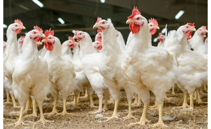 07.Más-pollo-menos-vaca