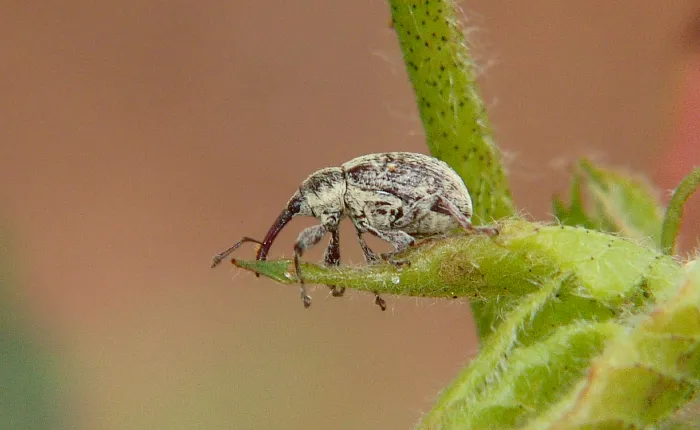 32.Picudo-del-Algodón