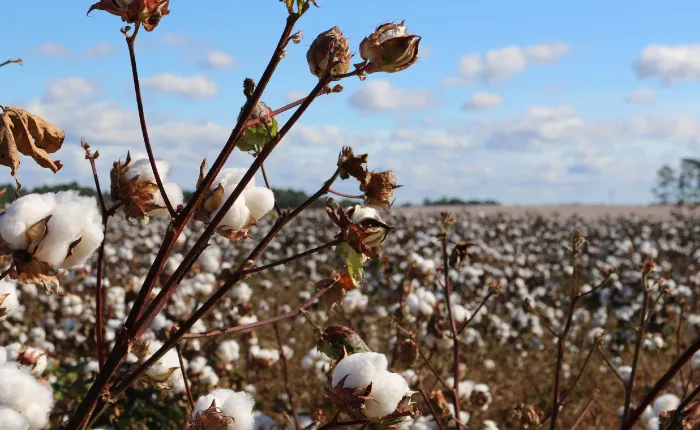 27.Algodón---Italara