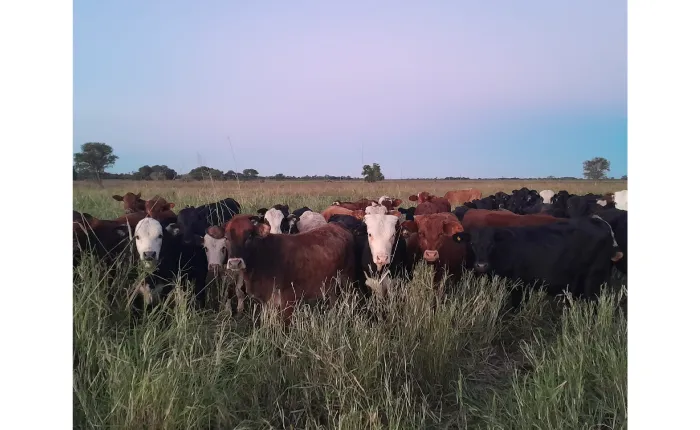 48.Don-Juan-Carnes-gal