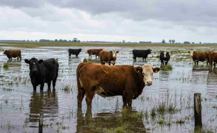 69.INTA---Ganadería---Inundaciones